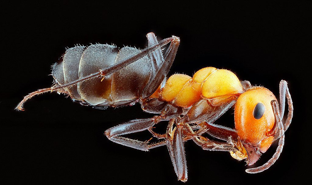 Ant Control service in Appleton, WI