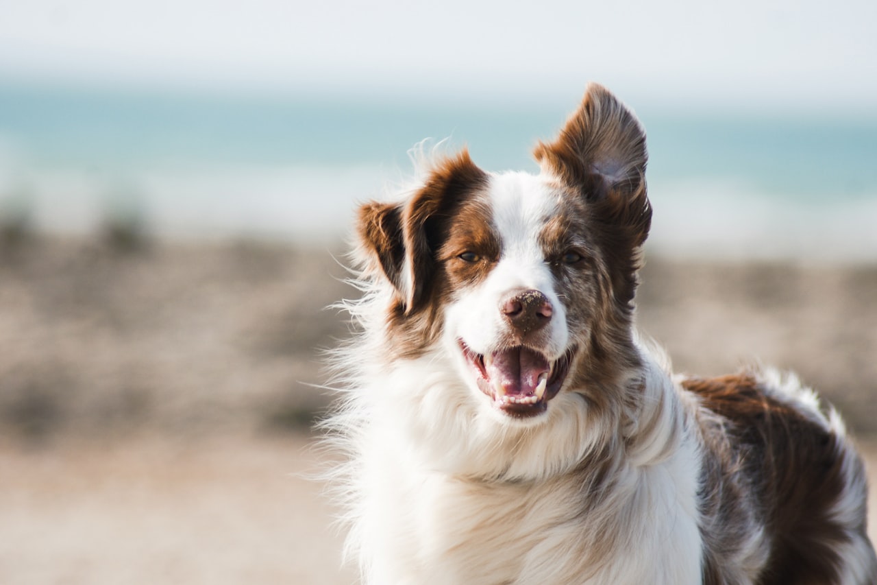 Flea & Tick Control service in Appleton, WI