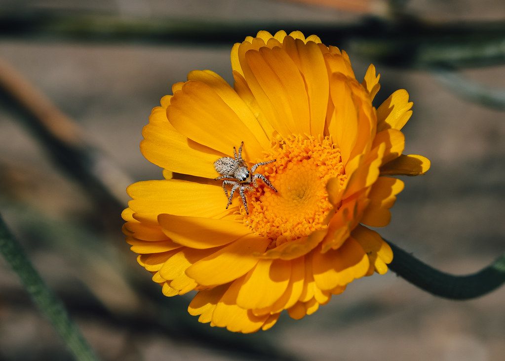 Spider Control service in Appleton, WI